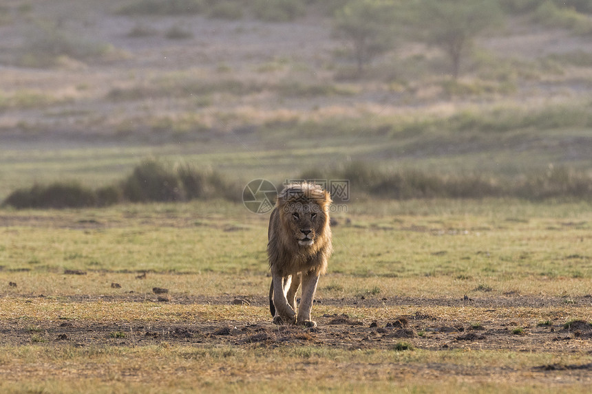 男狮子PantheraLeo恩杜图坦桑尼亚塞伦盖蒂Ngorongoro保护区图片