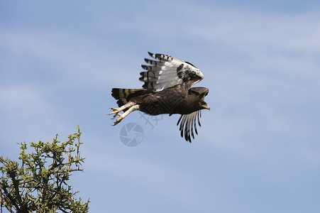 长冠鹰Lophaetusoccicipitalis恩杜图戈龙罗养护区坦桑尼亚塞伦盖蒂背景