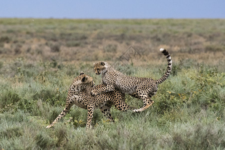 斗殴坦桑尼亚塞伦盖蒂Ngorongoro保护区Ndutu一只雌猎豹Acinonyxjubatus及其幼崽在搏斗背景