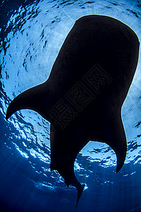 鲸鲨鱼图片