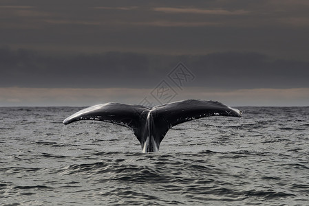 鲸之凝视爱尔兰斯凯利群岛丁格尔凯里背景