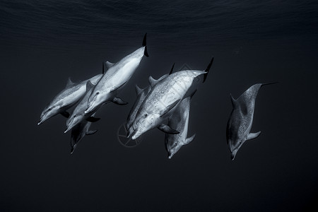 南特纳里夫的大西洋海豚图片