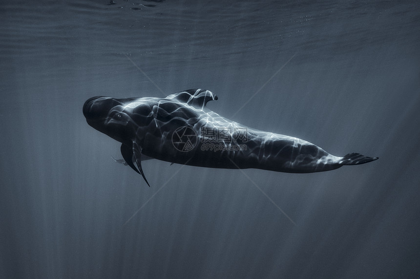 特内里费南边的浮游鲸图片