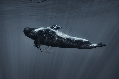 领航鲸特内里费南边的浮游鲸背景