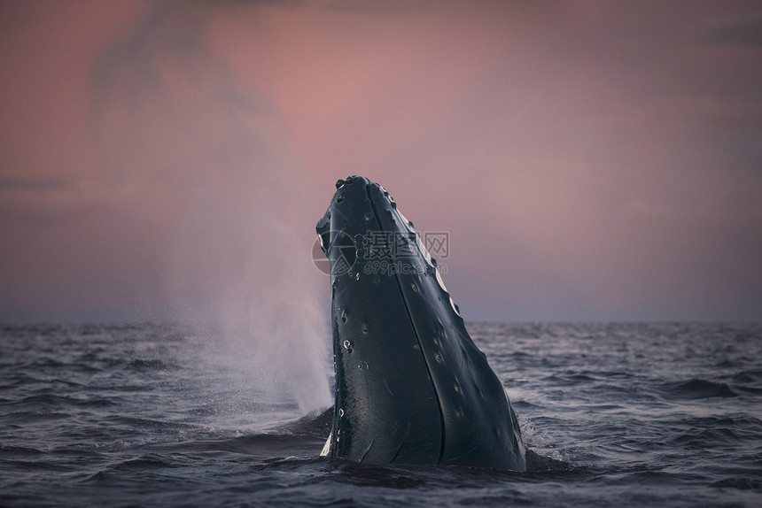 座头鲸间谍跳跃挪威特罗姆斯斯克杰里图片