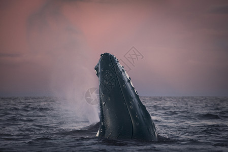 座头鲸间谍跳跃挪威特罗姆斯斯克杰里高清图片