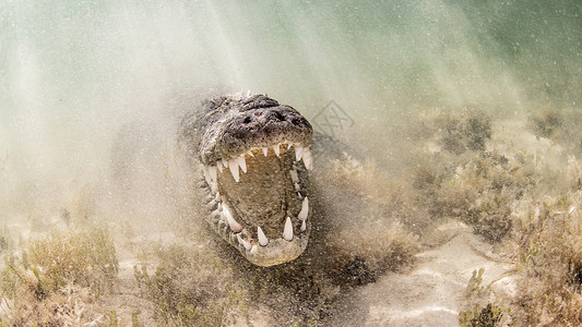 美国盐水鳄下巴开着墨西哥钦索罗班克斯图片