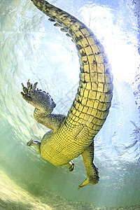 美国盐水鳄鱼底壳墨西哥钦索罗班克斯图片
