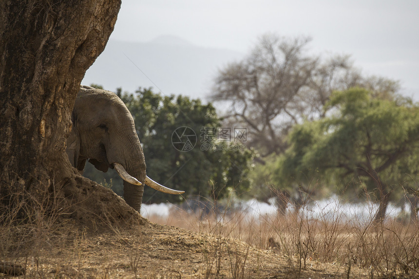 非洲津巴布韦的野生大象图片