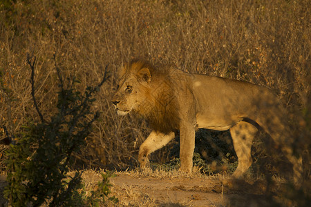 狮子PantheraLeoManaPools津巴布韦图片