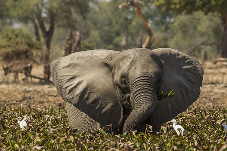 大象非洲乐爱ManaPools津巴布韦图片
