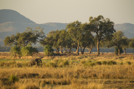 大象在津巴布韦图片