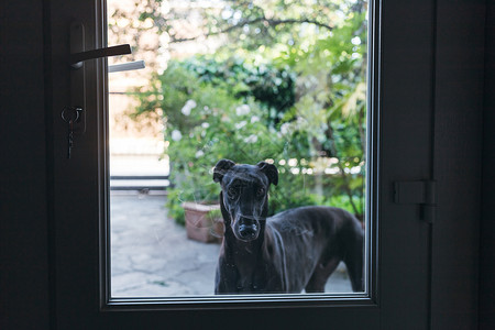 狗从花园里通过玻璃看房子图片