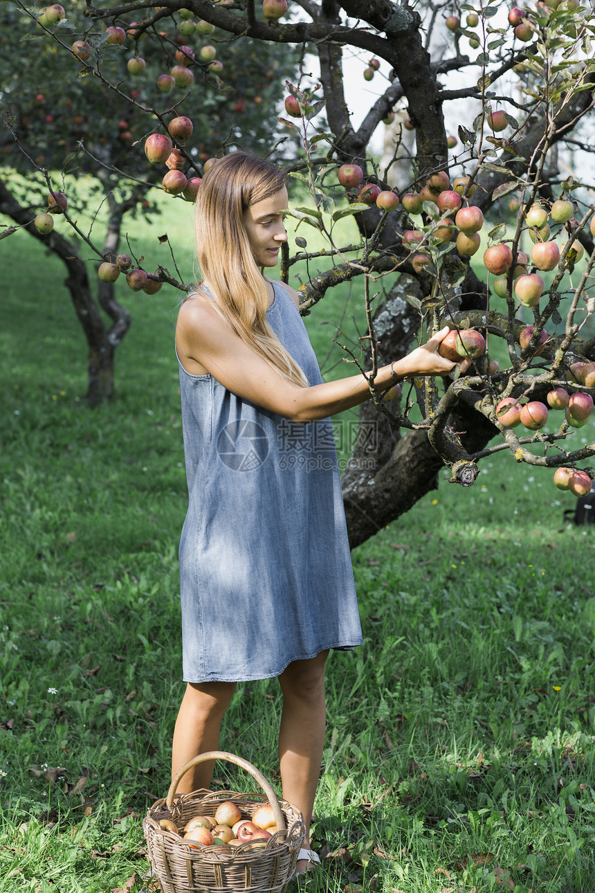从树上摘苹果的妇女图片