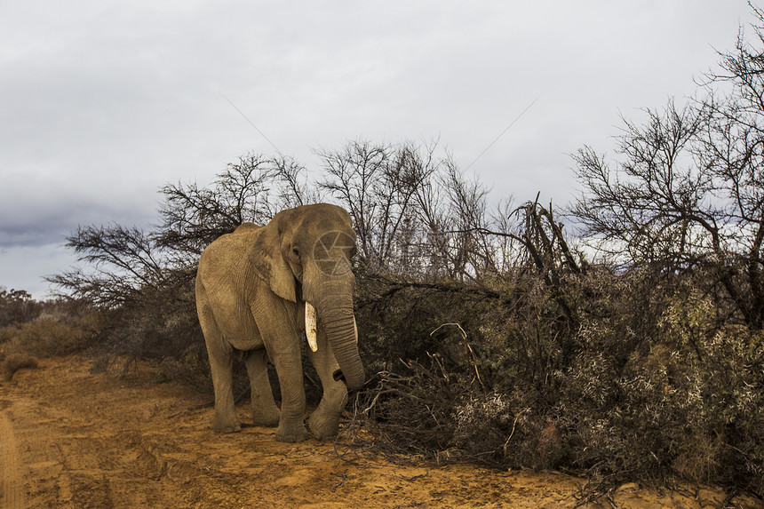 非洲大象南非北开普省萨瑟兰洛科多安图片