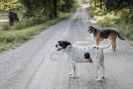 农村路上的狗图片