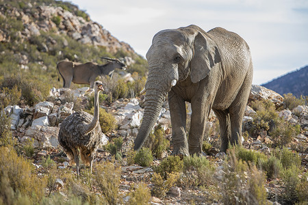 非洲大象和鸵鸟南非西开普省图片