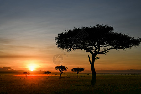 肯尼亚马赛拉平原黎明图片