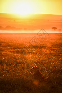 肯尼亚平原的狮子图片