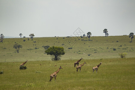 罗斯柴尔德长颈鹿长颈鹿乌干达穆尔奇松瀑布公园背景