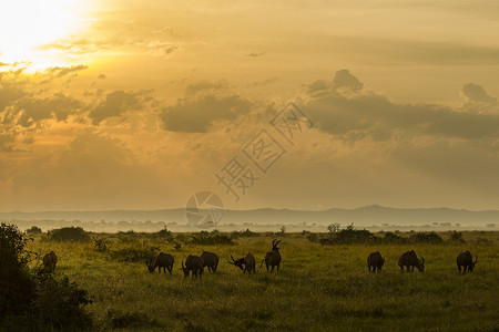 日落的草原乌干达图片