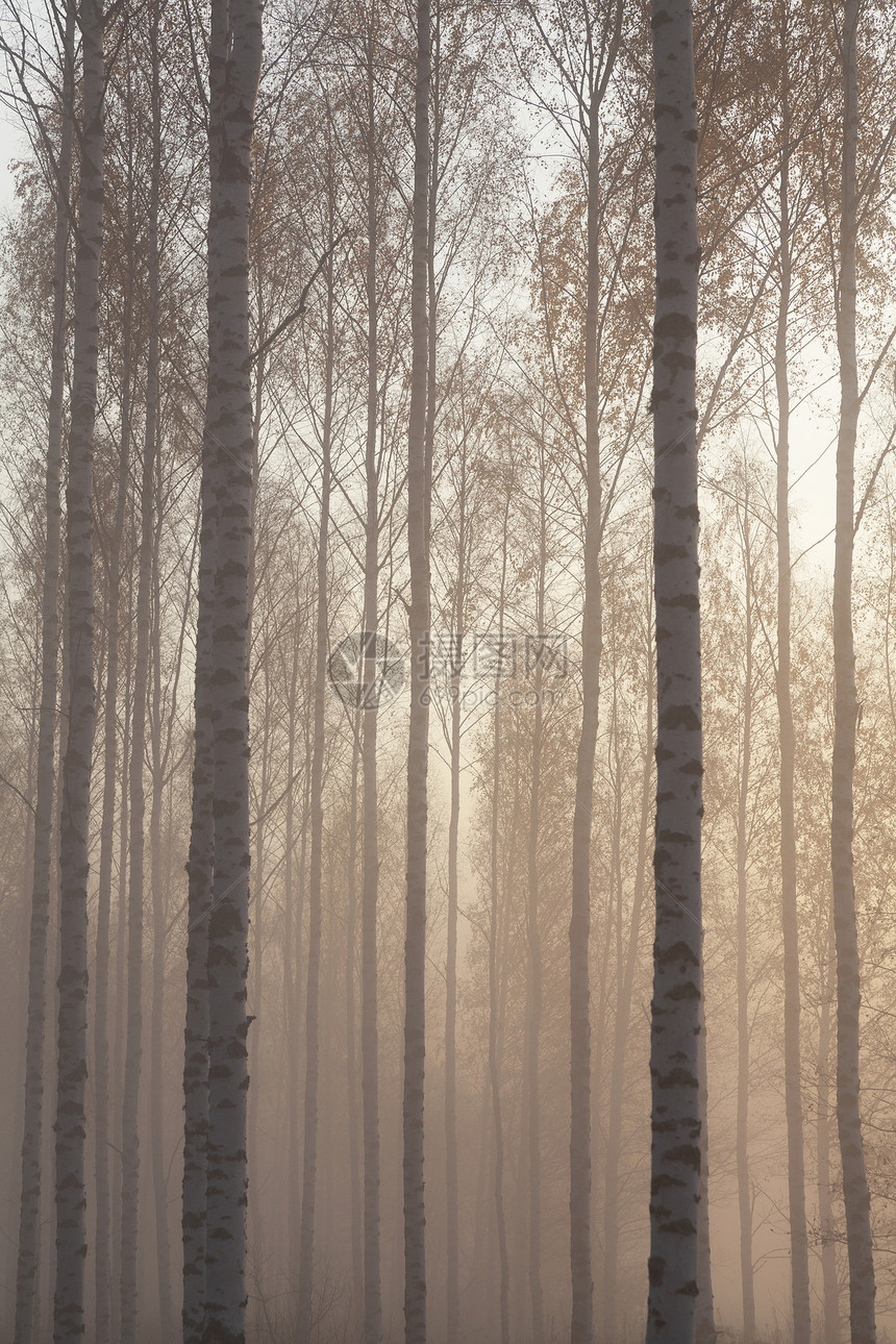 雾中的林地树干和树梢洛哈芬兰南部芬兰图片
