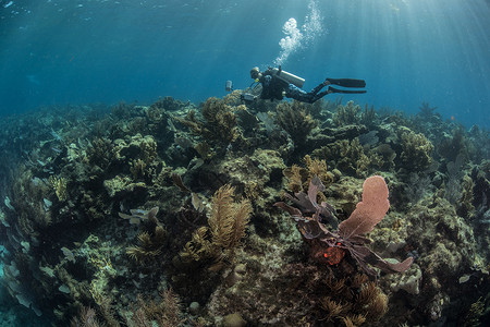 探索珊瑚礁生命的潜水者阿拉克兰斯坎佩切墨西哥高清图片