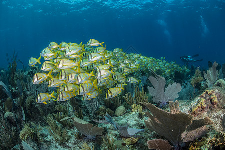 珊瑚礁的潜水者阿拉克兰斯坎佩切墨西哥高清图片