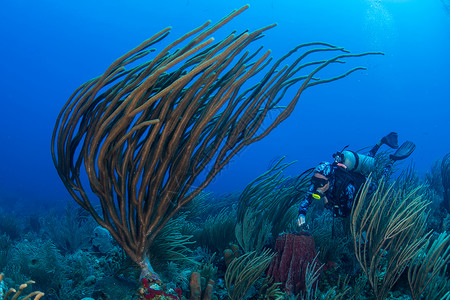 探索珊瑚礁生命的不同探索阿拉克兰斯坎佩切墨西哥高清图片