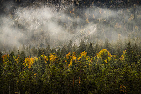 奥地利塔罗尔州赫里特斯卡文德尔州地区森林图片