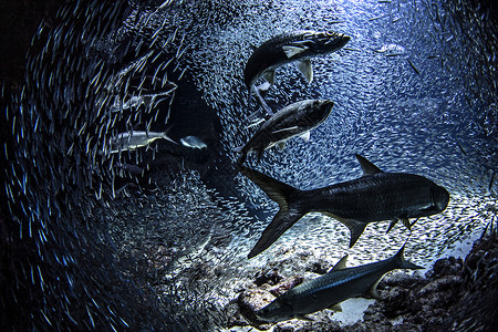 开曼群岛水下的鱼群图片
