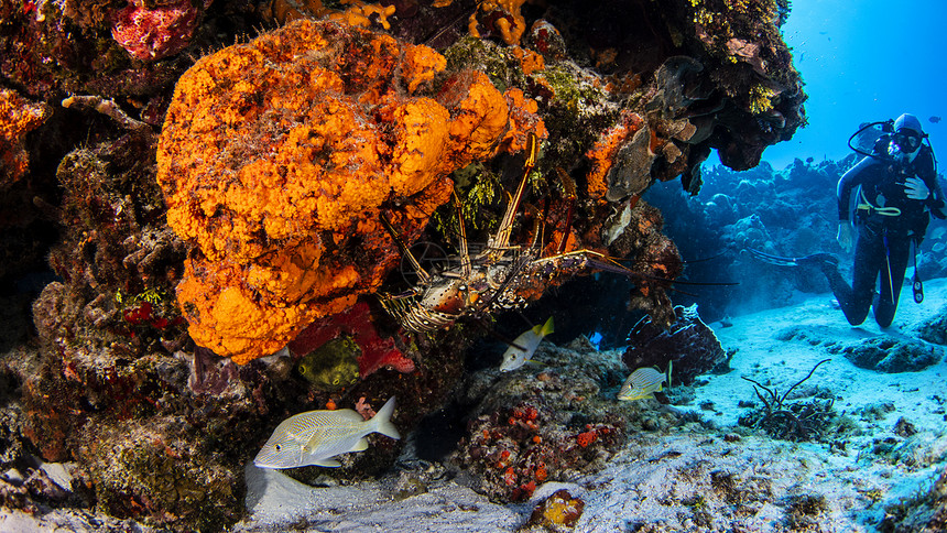 加勒比龙虾墨西哥金塔纳罗奥科祖梅尔图片