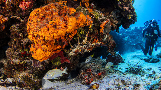 加勒比龙虾墨西哥金塔纳罗奥科祖梅尔图片