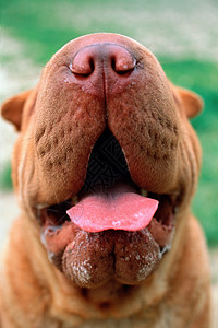 狗张嘴吐舌吐舌的狗高清图片