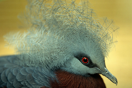 维多利亚加冕鸽图片