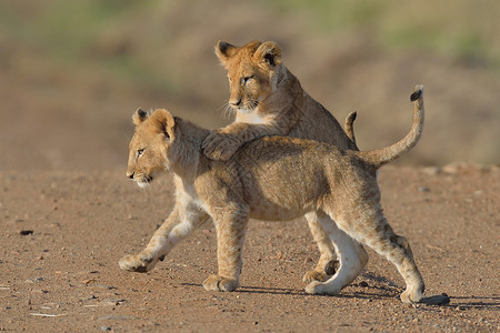 两只狮子幼崽在玩耍图片
