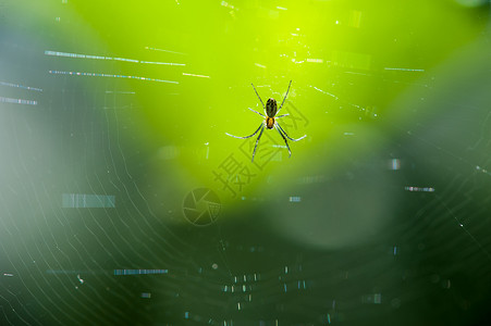 蜘蛛织网正在织网的蜘蛛背景
