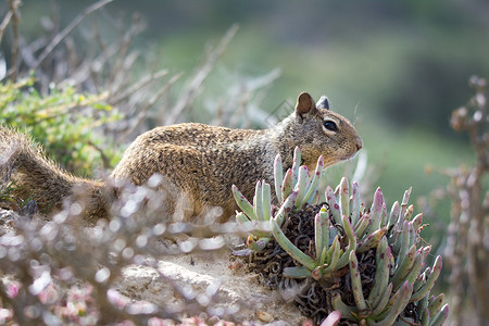 美国加利福尼亚州灌木丛中的野松鼠背景图片