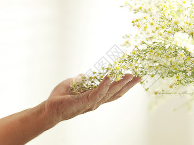 老人的手轻轻地抚摸着黄色的开花植物背景图片