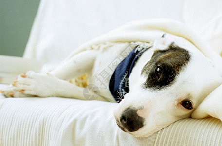 躺在沙发毯子上的狗图片