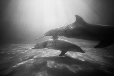 两只海豚图片