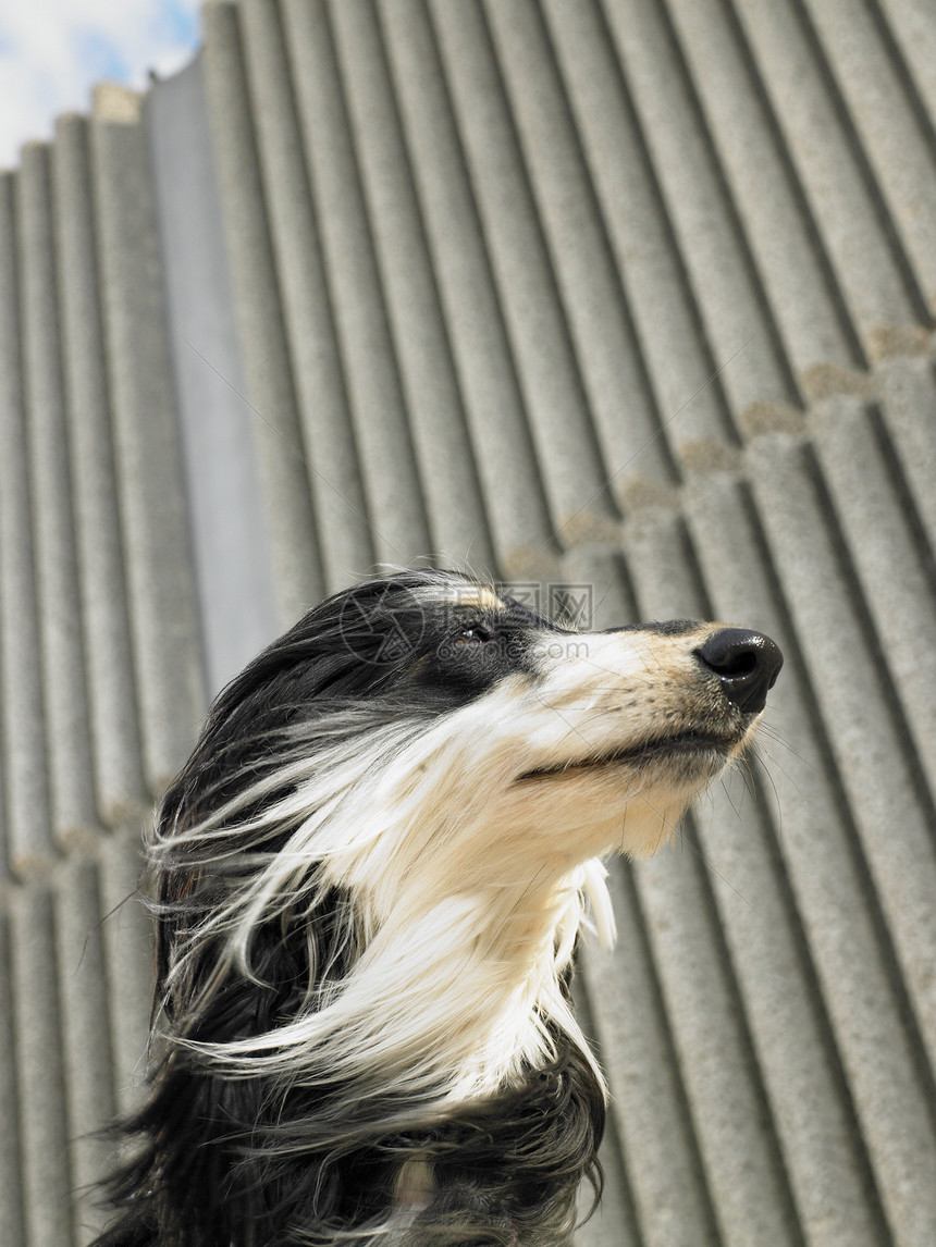 阿富汗猎犬低角度肖像图片