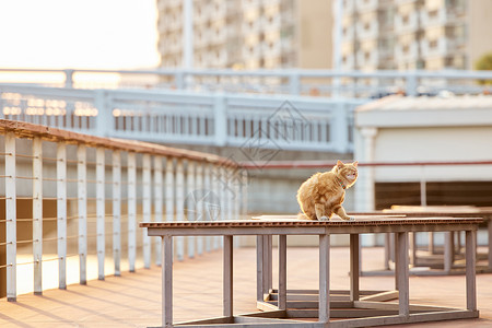 橘猫才是最胖暖冬夕阳下的猫咪背景