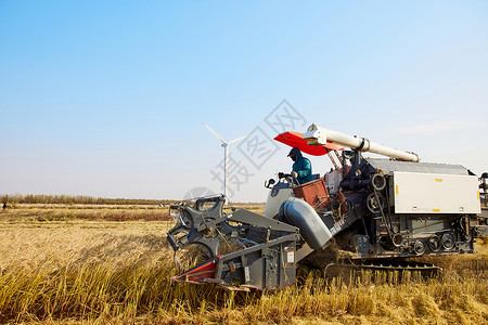 秋季稻田里的收割机图片
