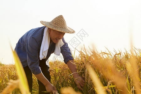 夕阳下农民收割水稻图片
