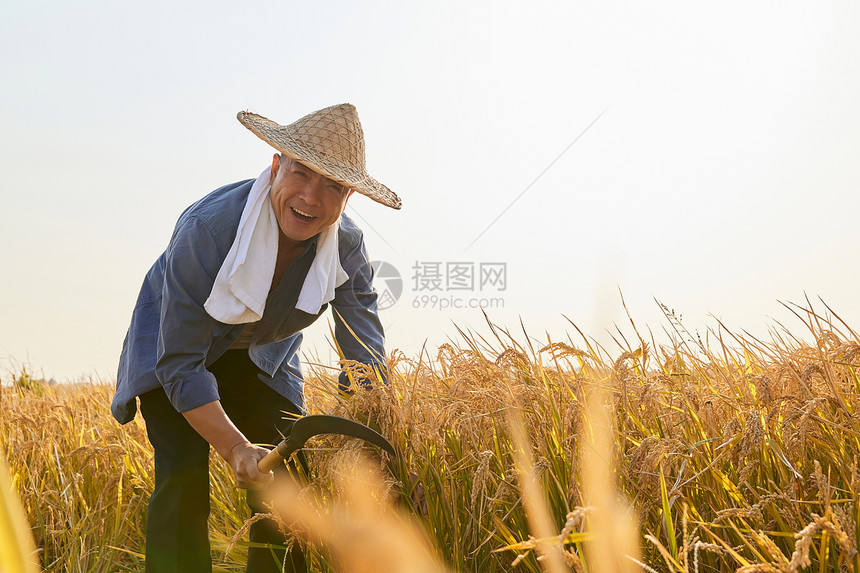 秋季农民收割水稻形象图片