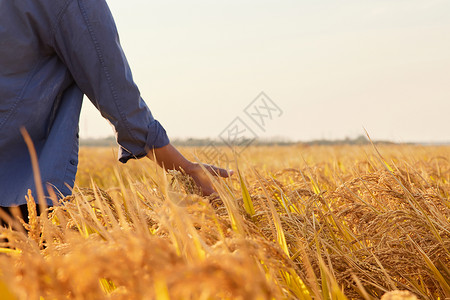 农民手拂过丰收的稻穗背影图片