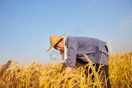 田野里农民收割水稻图片