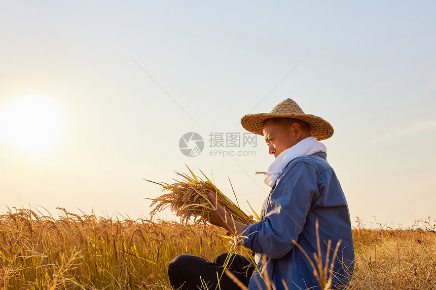 农民拿着水稻坐在稻田里形象图片