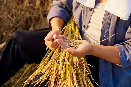 农民稻田里拿着稻穗稻谷研究图片